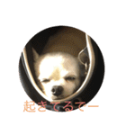 愛犬チワワ マーク（個別スタンプ：21）