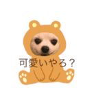 愛犬チワワ マーク（個別スタンプ：23）