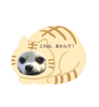 愛犬チワワ マーク（個別スタンプ：24）