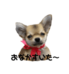 かぼすとあんず（個別スタンプ：4）