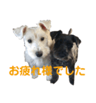 シュナとスコッチの日常②（個別スタンプ：7）