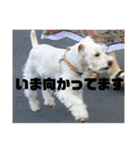 シュナとスコッチの日常②（個別スタンプ：9）