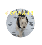 シュナとスコッチの日常②（個別スタンプ：10）