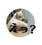シュナとスコッチの日常②（個別スタンプ：15）