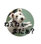 シュナとスコッチの日常②（個別スタンプ：19）