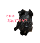 シュナとスコッチの日常②（個別スタンプ：22）