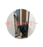 シュナとスコッチの日常②（個別スタンプ：23）