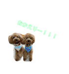 トイプートイプートイプー（個別スタンプ：3）