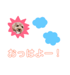 トイプートイプートイプー（個別スタンプ：4）