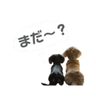 ダックスフンド（ミルマロ）（個別スタンプ：4）