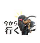 ダックスフンド（ミルマロ）（個別スタンプ：5）
