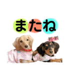 ダックスフンド（ミルマロ）（個別スタンプ：14）