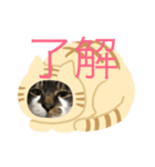 ごんちゃん可愛いスタンプ（個別スタンプ：1）