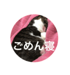 ごんちゃん可愛いスタンプ（個別スタンプ：3）