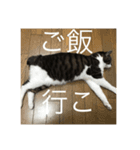 ごんちゃん可愛いスタンプ（個別スタンプ：8）