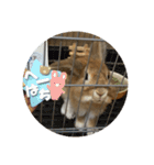 へんてこうさぎへーはち（個別スタンプ：10）
