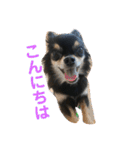 ハッピーチワワ2（個別スタンプ：3）