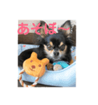 ハッピーチワワ2（個別スタンプ：5）