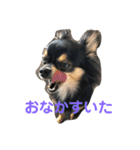 ハッピーチワワ2（個別スタンプ：6）