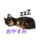 ハッピーチワワ2（個別スタンプ：10）