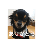 ハッピーチワワ2（個別スタンプ：21）