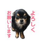 ハッピーチワワ2（個別スタンプ：22）
