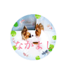 群馬のパピヨンさくすば（個別スタンプ：1）