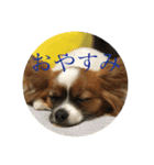群馬のパピヨンさくすば（個別スタンプ：2）