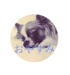 群馬のパピヨンさくすば（個別スタンプ：5）