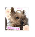 こころのこころ（個別スタンプ：1）