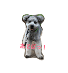 ポメプー くーちゃん（個別スタンプ：8）