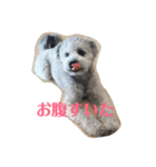 ポメプー くーちゃん（個別スタンプ：9）