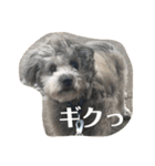 ポメプー くーちゃん（個別スタンプ：13）