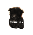 ポメプー くーちゃん（個別スタンプ：15）