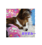 パピヨンのメルちゃん（個別スタンプ：4）