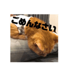 ドゥードルとネコ（個別スタンプ：8）