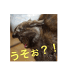 もっぷさんスタンプ（個別スタンプ：1）