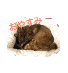 もっぷさんスタンプ（個別スタンプ：3）