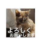 もっぷさんスタンプ（個別スタンプ：4）