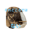 もっぷさんスタンプ（個別スタンプ：5）