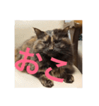 もっぷさんスタンプ（個別スタンプ：13）