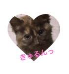 もっぷさんスタンプ（個別スタンプ：20）