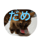 もっぷさんスタンプ（個別スタンプ：21）