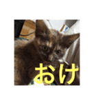 もっぷさんスタンプ（個別スタンプ：22）