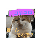 もっぷさんスタンプ（個別スタンプ：23）