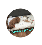 プー＆チロルの日常2（個別スタンプ：4）