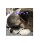 プー＆チロルの日常2（個別スタンプ：8）