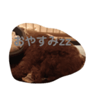 ししまる67（個別スタンプ：1）