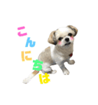 シーズーあんずちゃん（個別スタンプ：1）