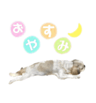 シーズーあんずちゃん（個別スタンプ：2）